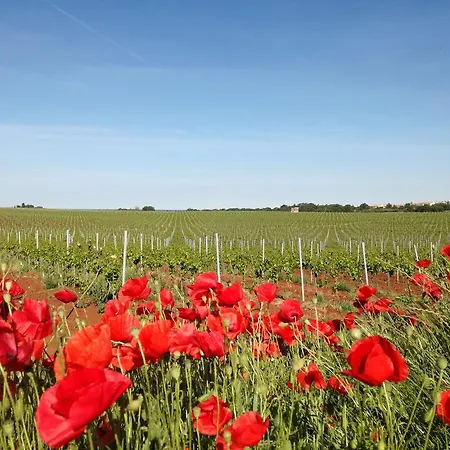 Henc Apartman Novigrad (Istria)