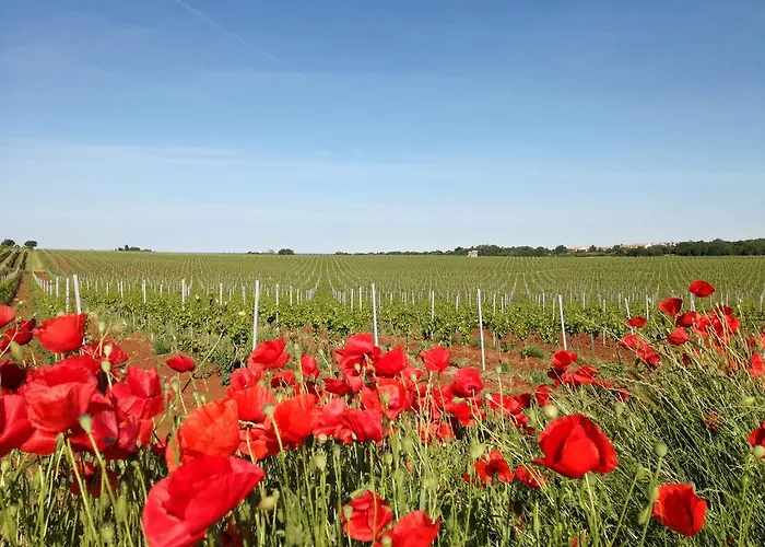 Henc Apartment Novigrad (Istria)